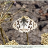 melanargia hylata talysh female a